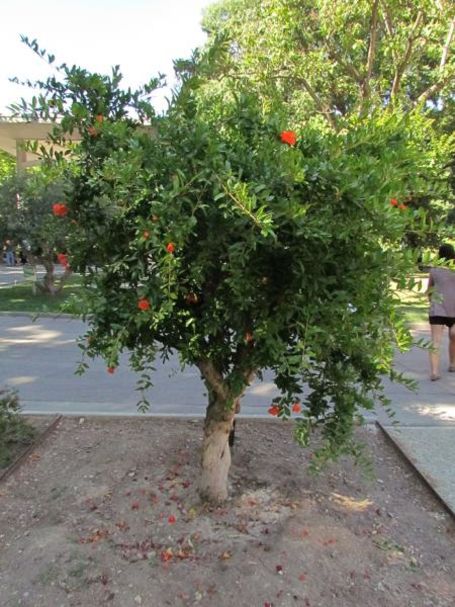 Grenadier à fleurs