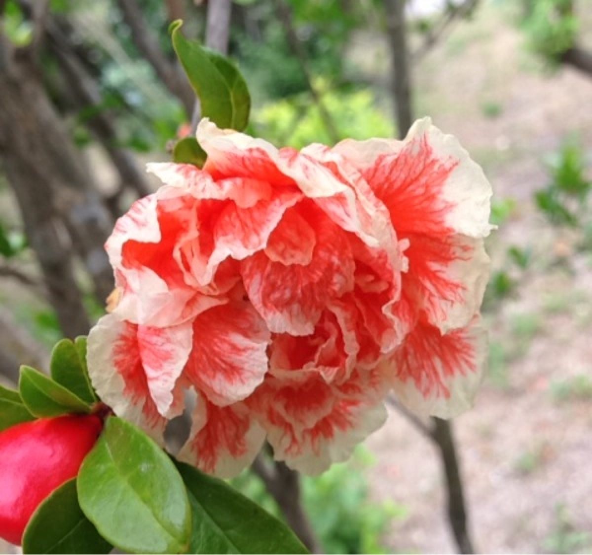 Photo 2 de Grenadier à fleurs