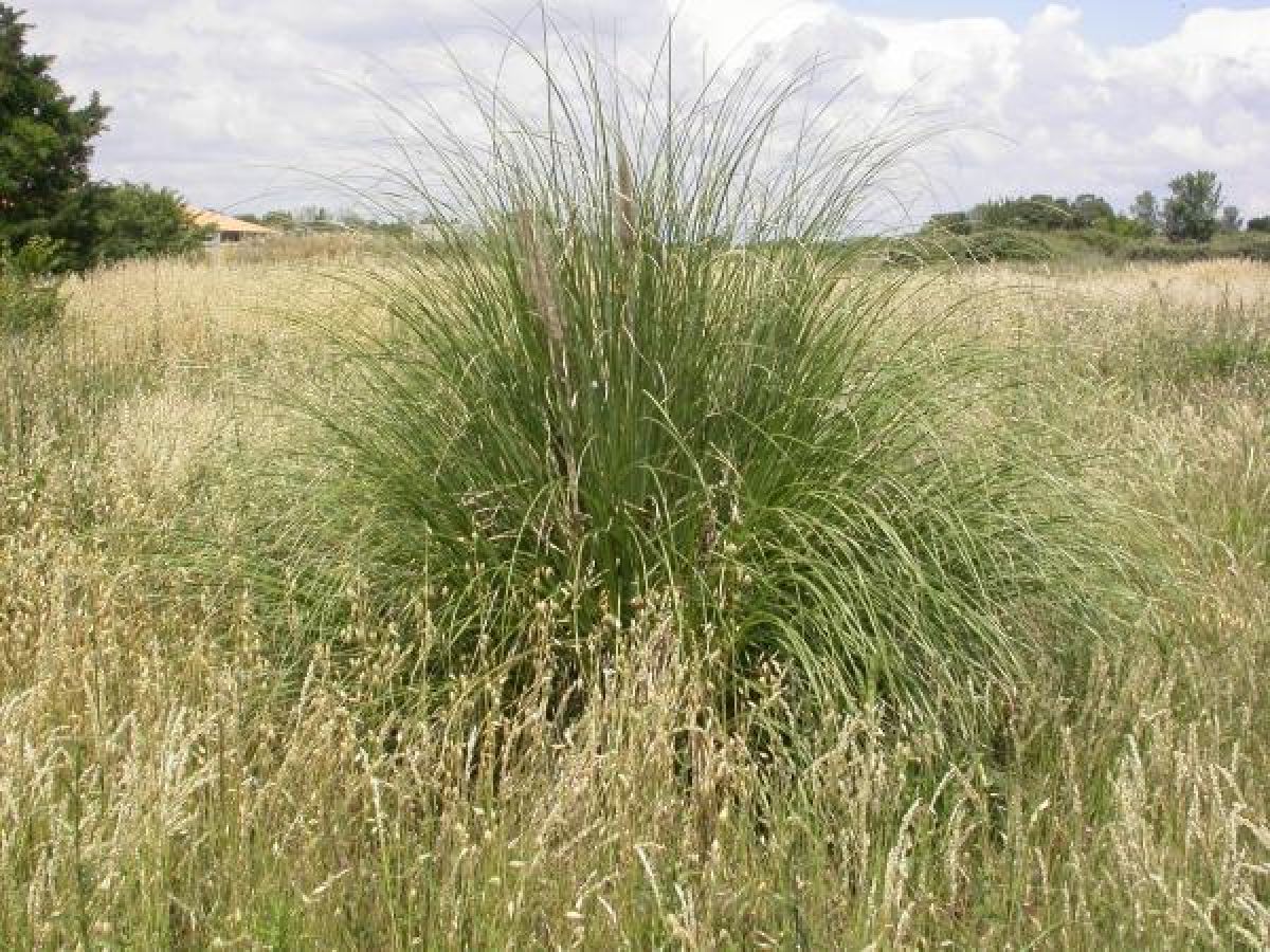Herbe de la pampa