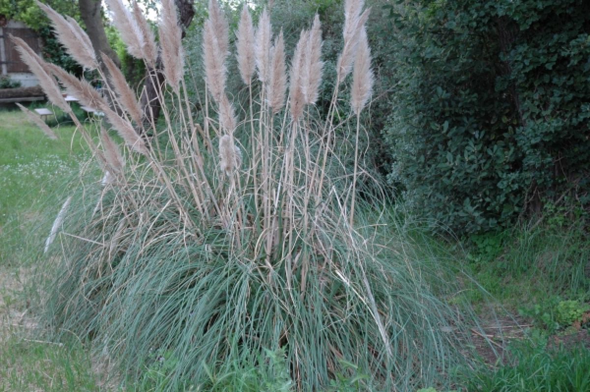 Photo 2 de Herbe de la pampa