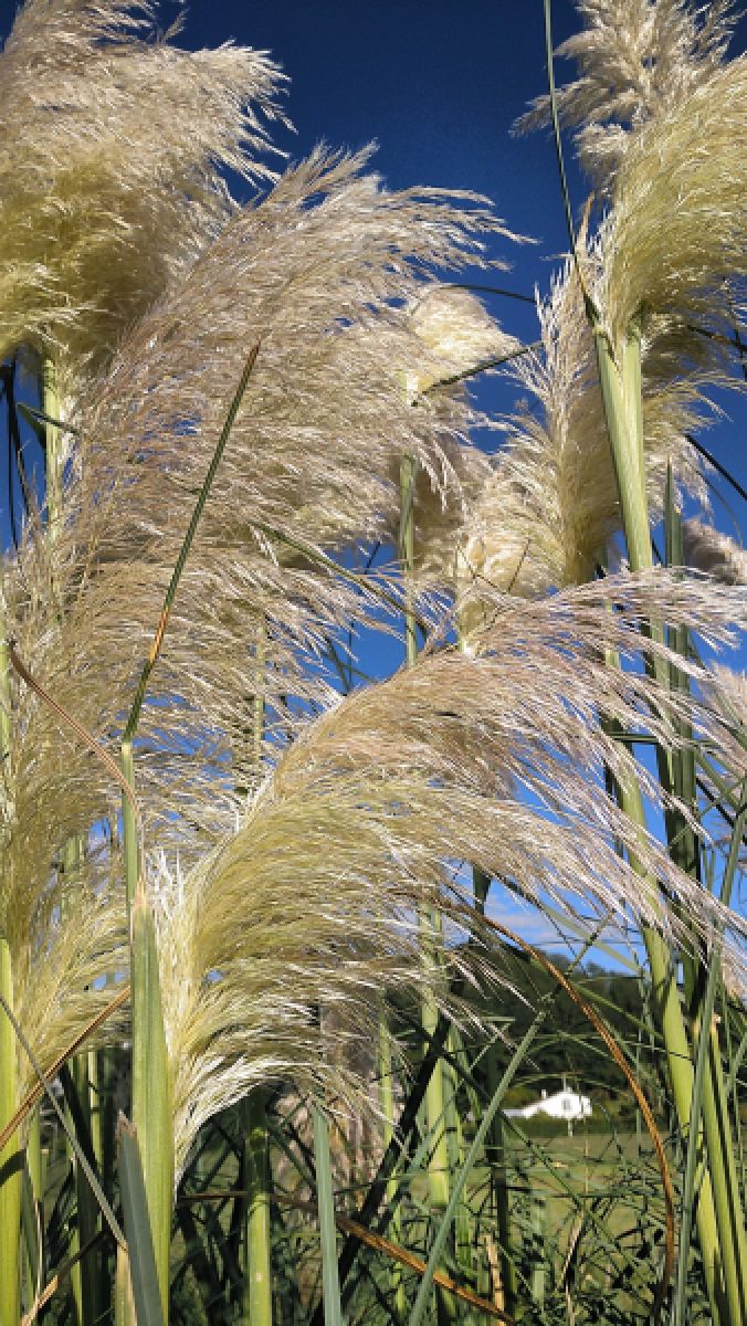 Photo 3 de Herbe de la pampa
