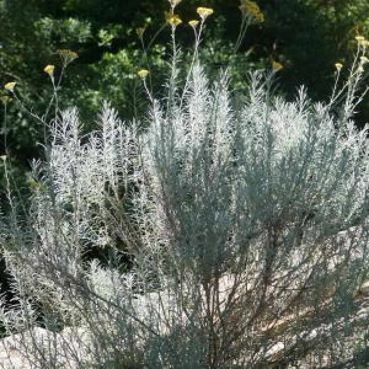 Immortelle