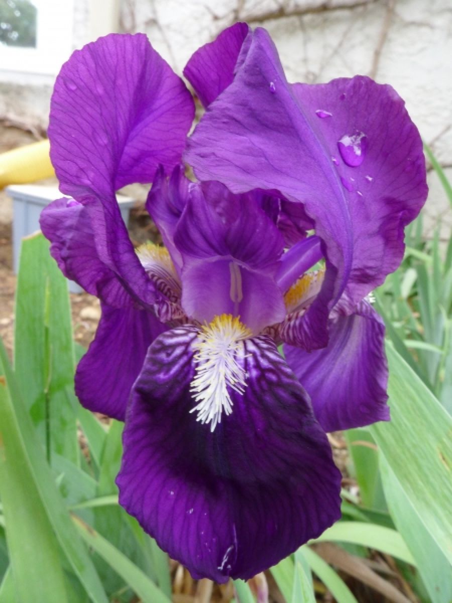 Photo 2 de Iris