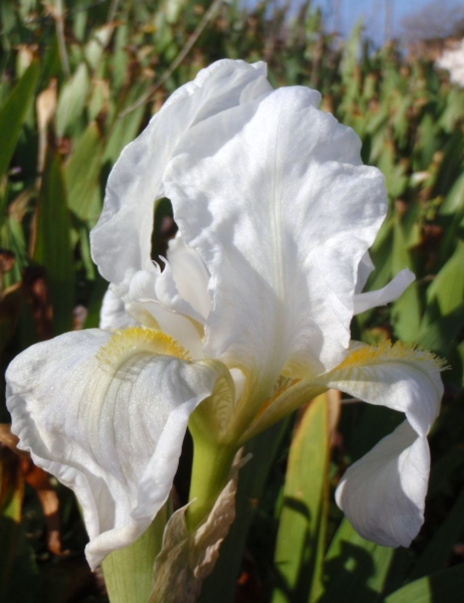 Photo 3 de Iris