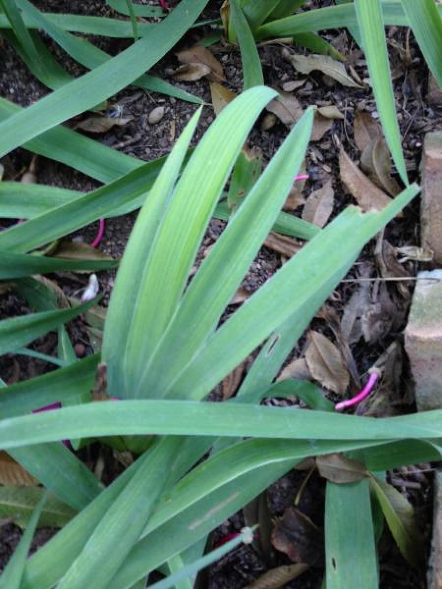 Iris
