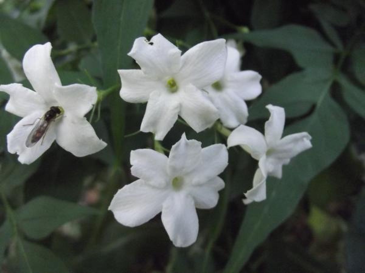Jasmin
