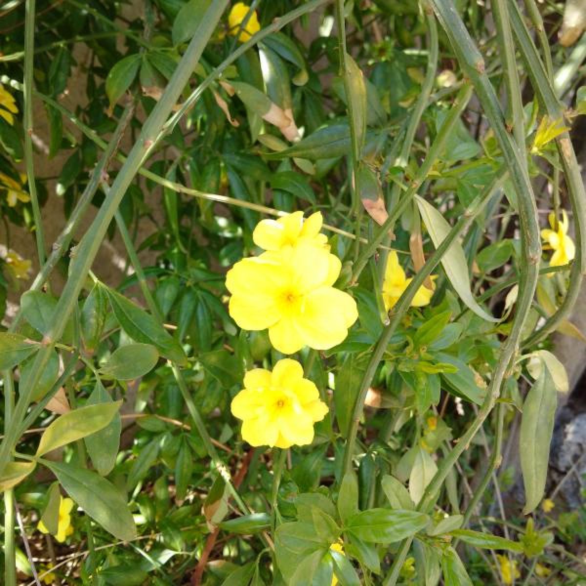 Jasmin d’hiver