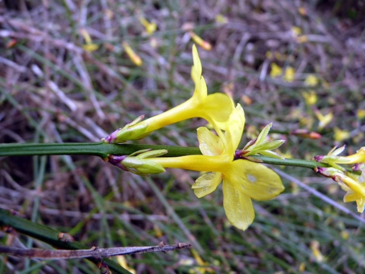 Photo 2 de Jasmin d’hiver