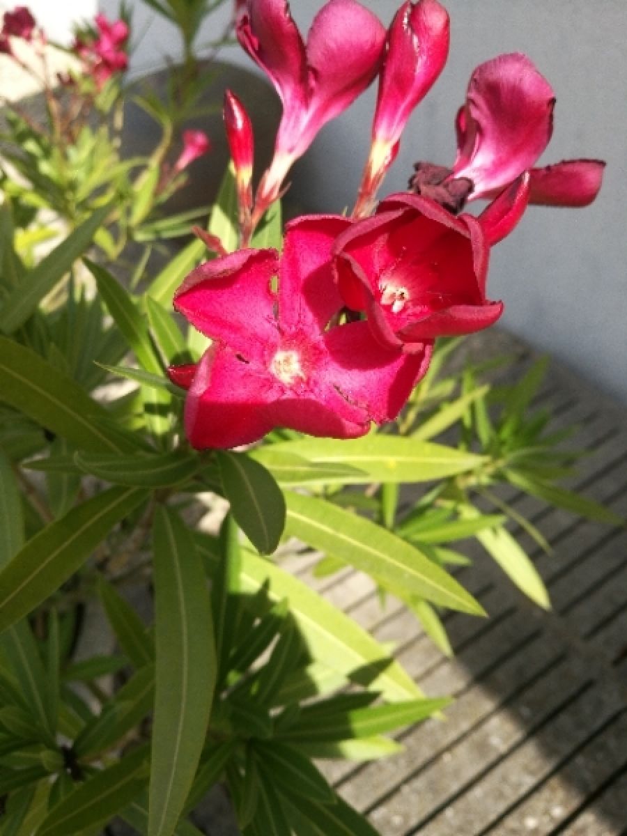 Photo 2 de Laurier rose
