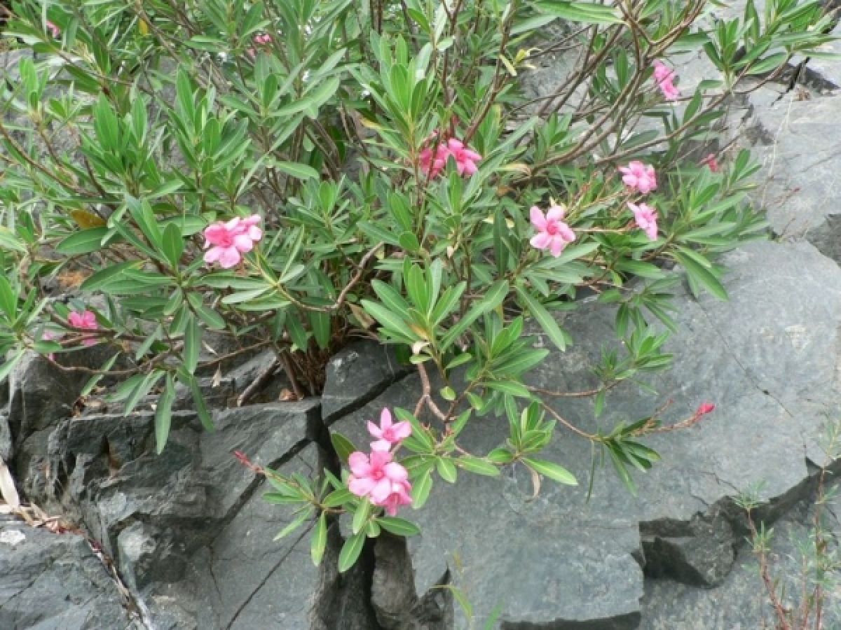 Laurier rose