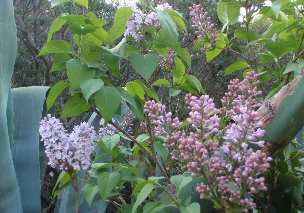 Lilas