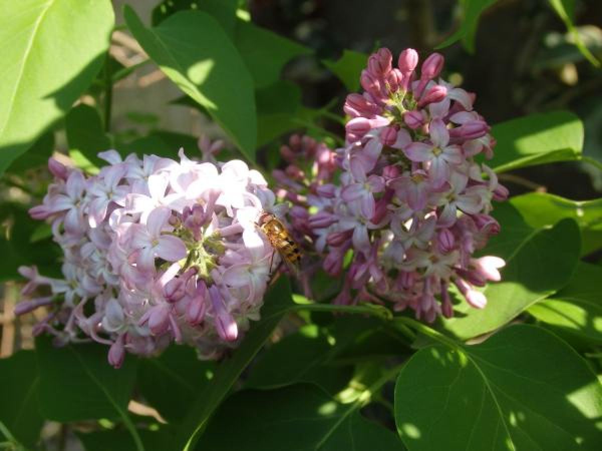 Photo 3 de Lilas