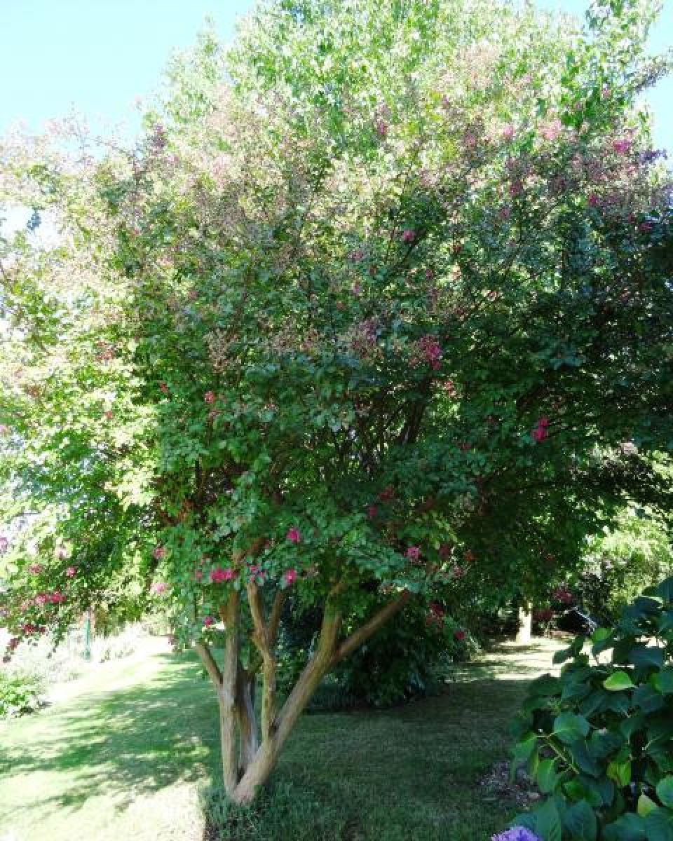 Lilas des indes
