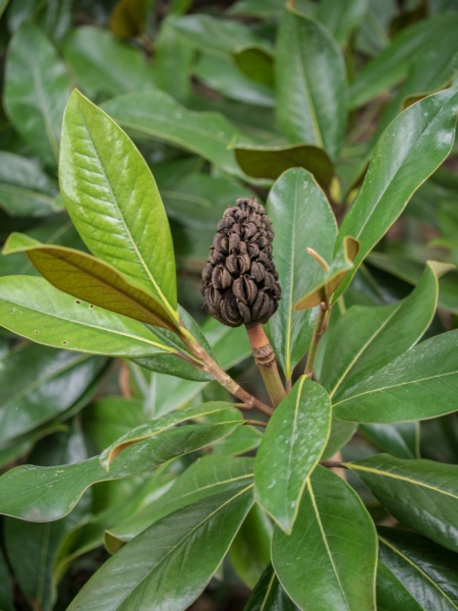 Photo 2 de Magnolia