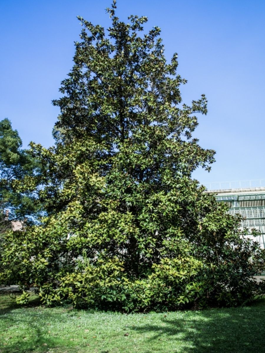 Magnolia