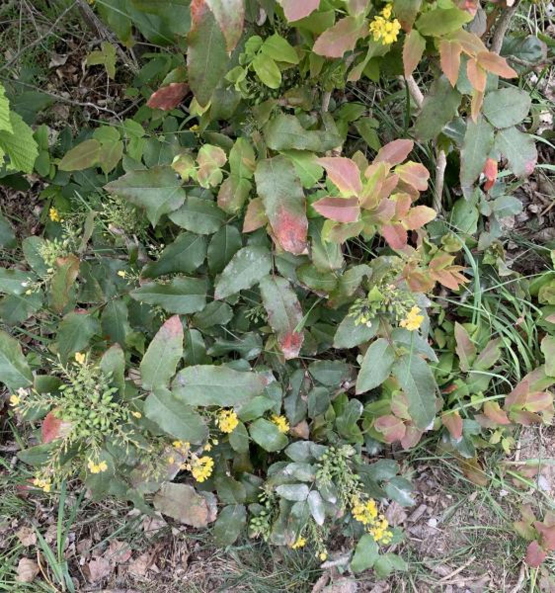 Mahonia