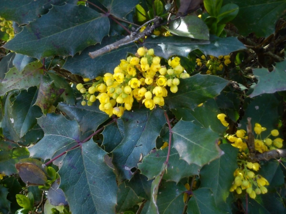 Photo 2 de Mahonia