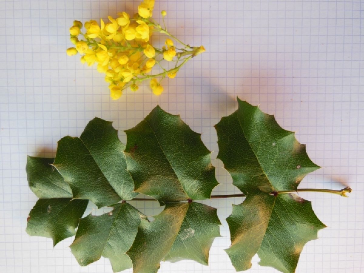 Photo 3 de Mahonia