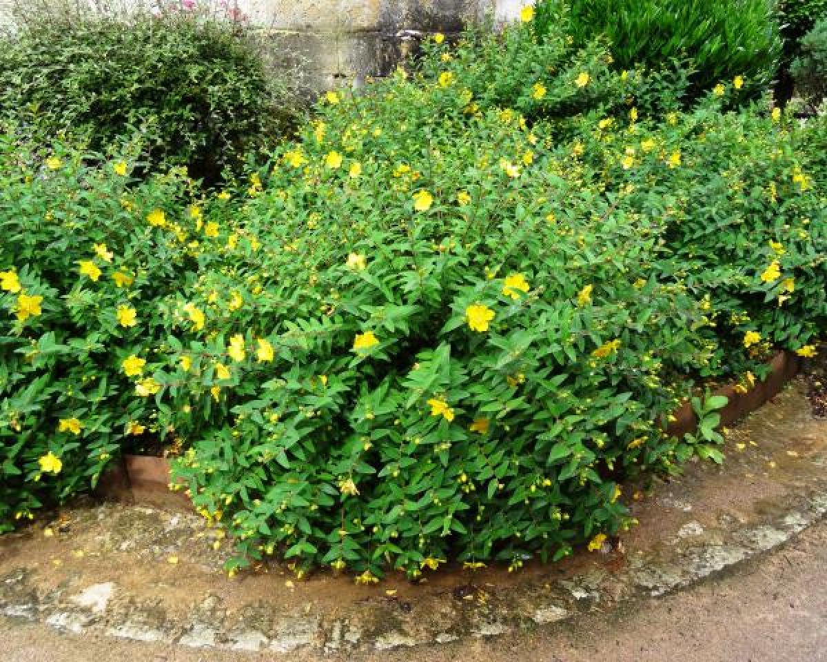 Millepertuis arbustif