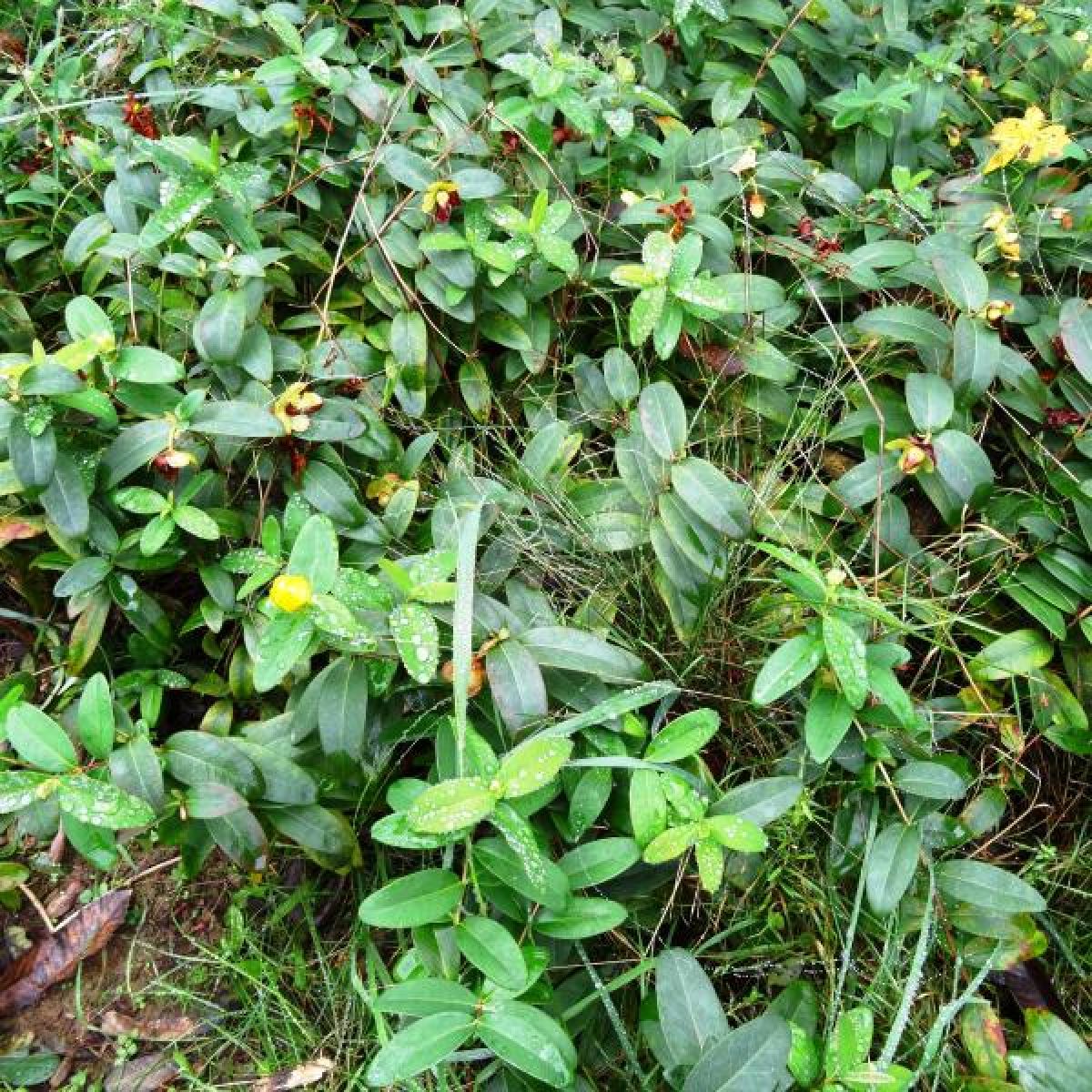Millepertuis rampant