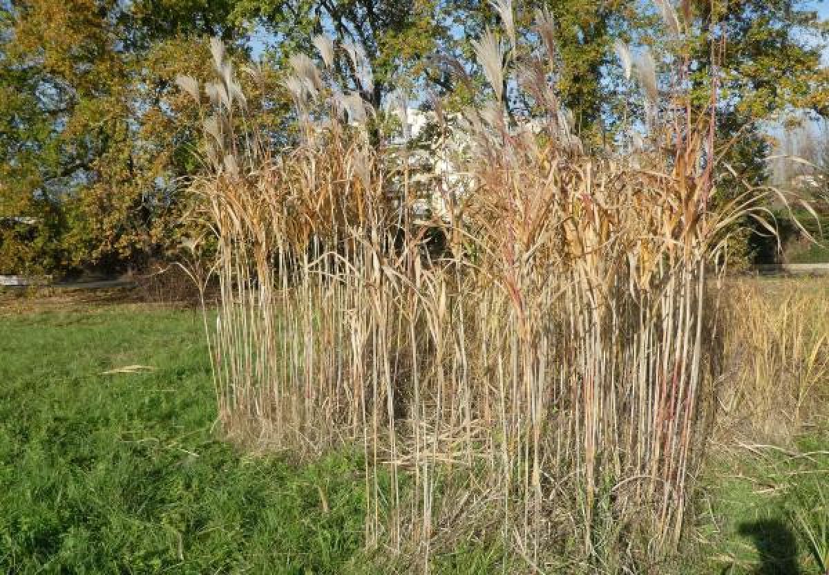Photo 3 de Miscanthus