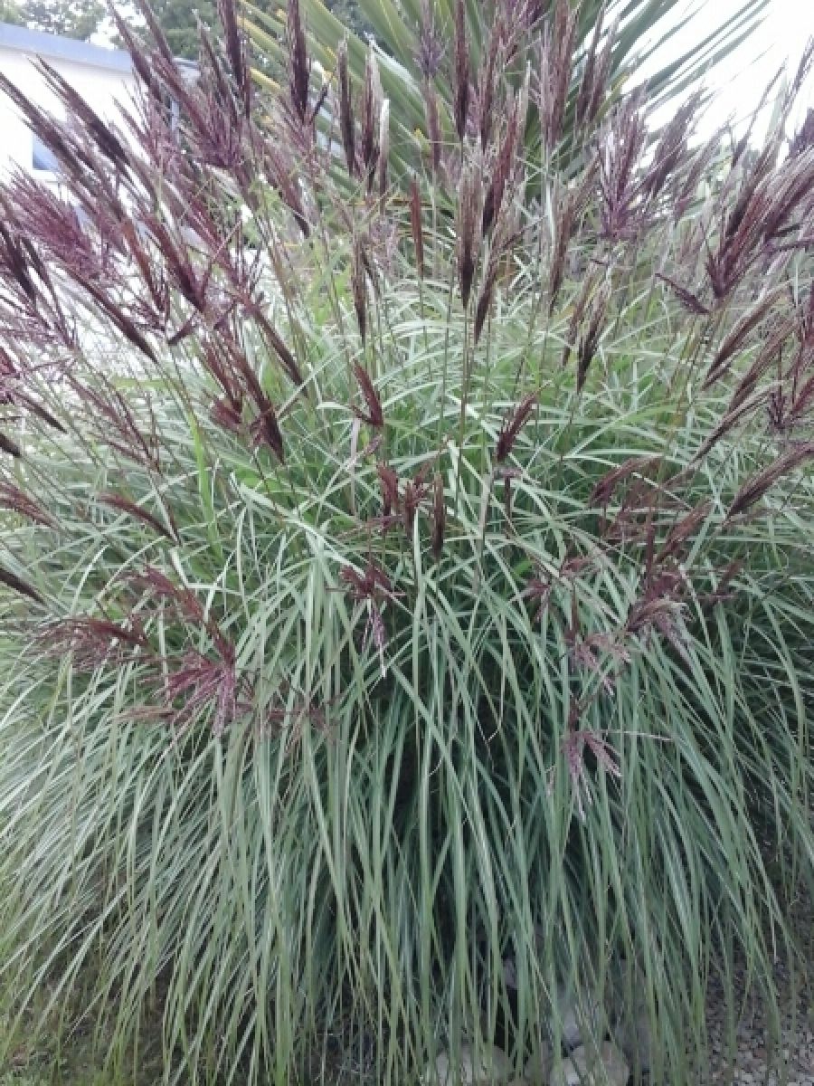 Miscanthus