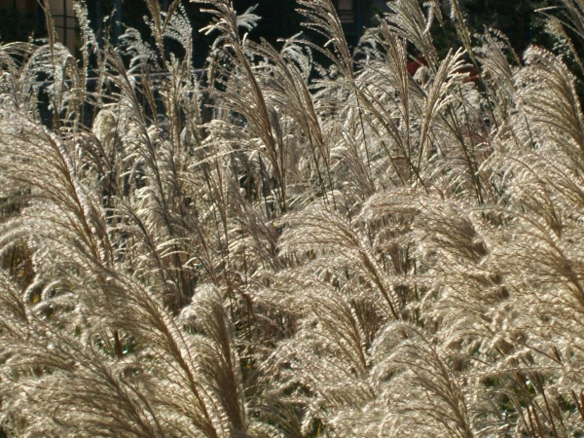 Photo 2 de Miscanthus