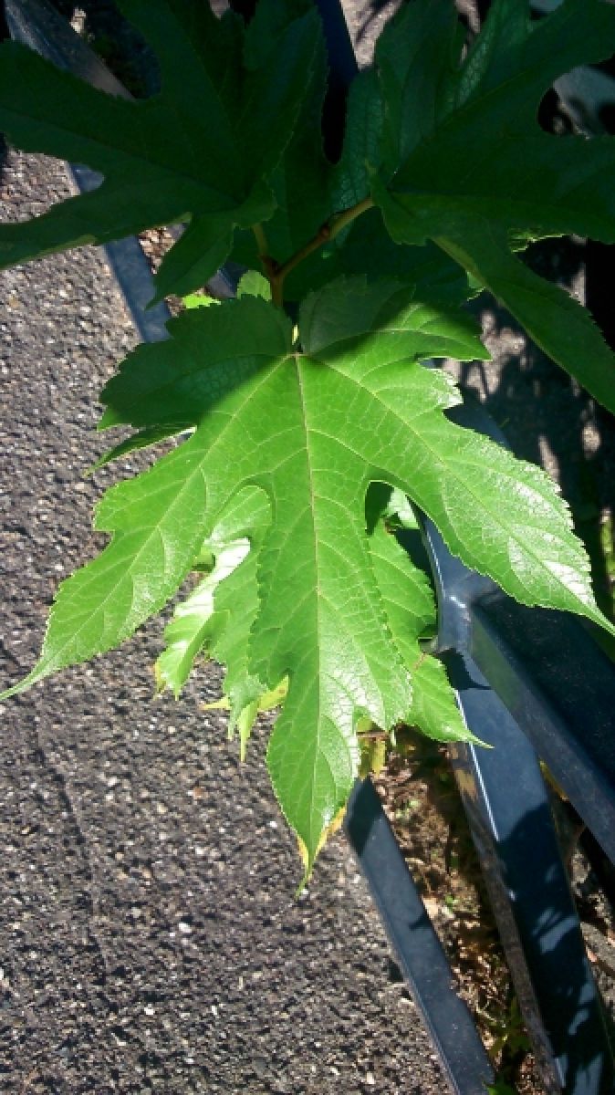 Mûrier Platane