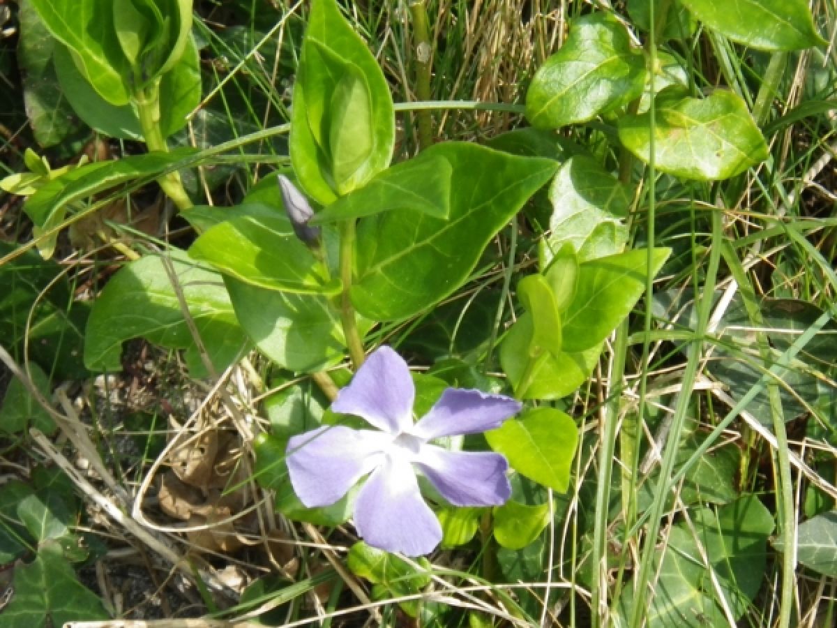 Pervenche