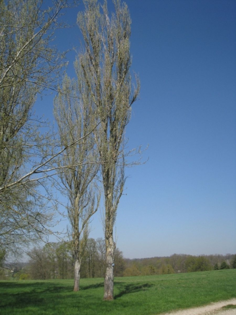 Peuplier