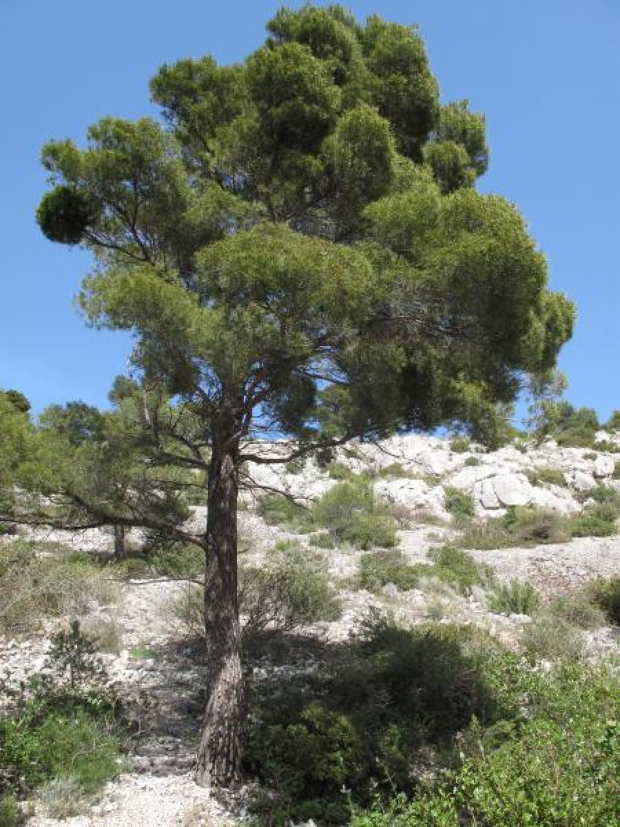 Pin d’ Alep
