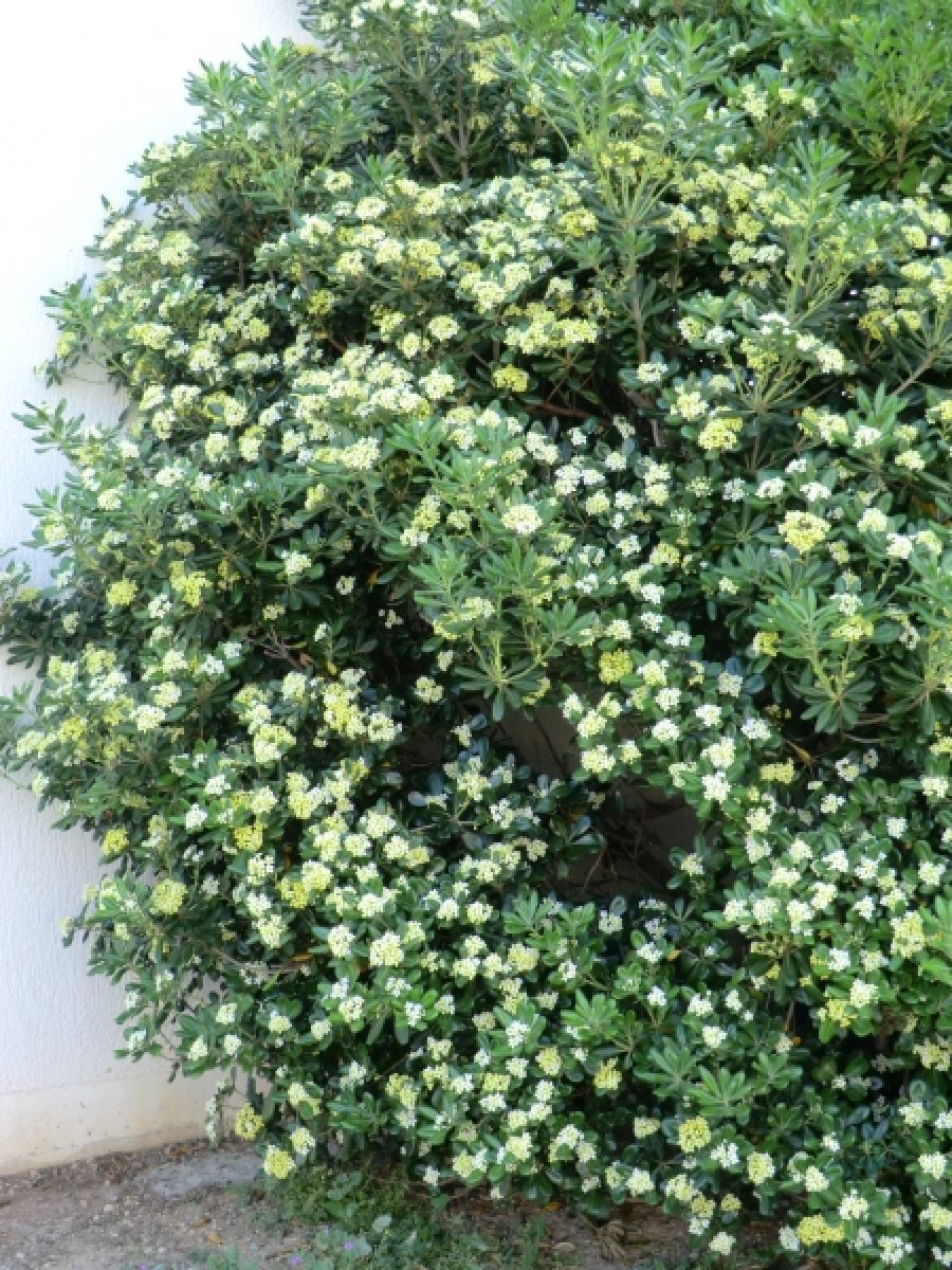 Pittosporum