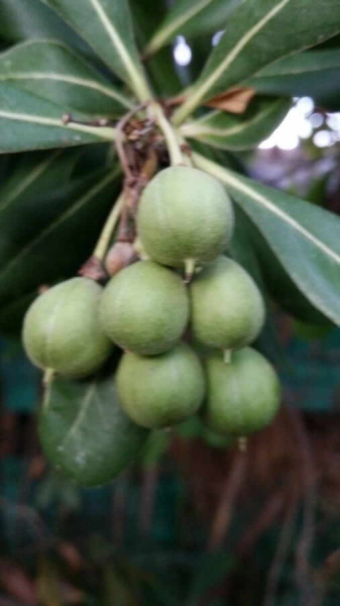 Photo 3 de Pittosporum