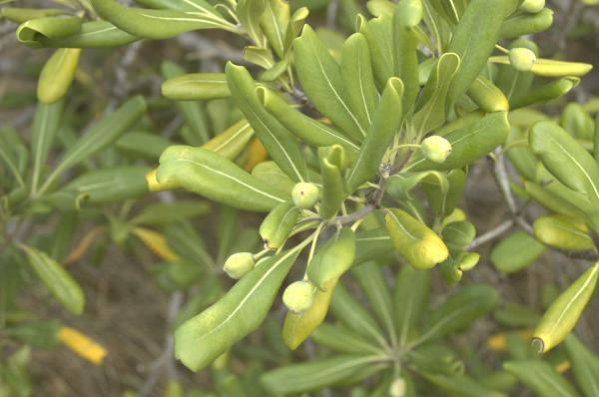 Photo 2 de Pittosporum