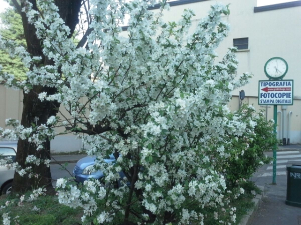 Photo 3 de Pyracantha