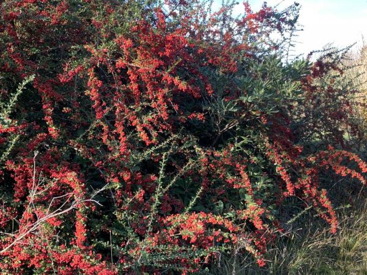 Pyracantha