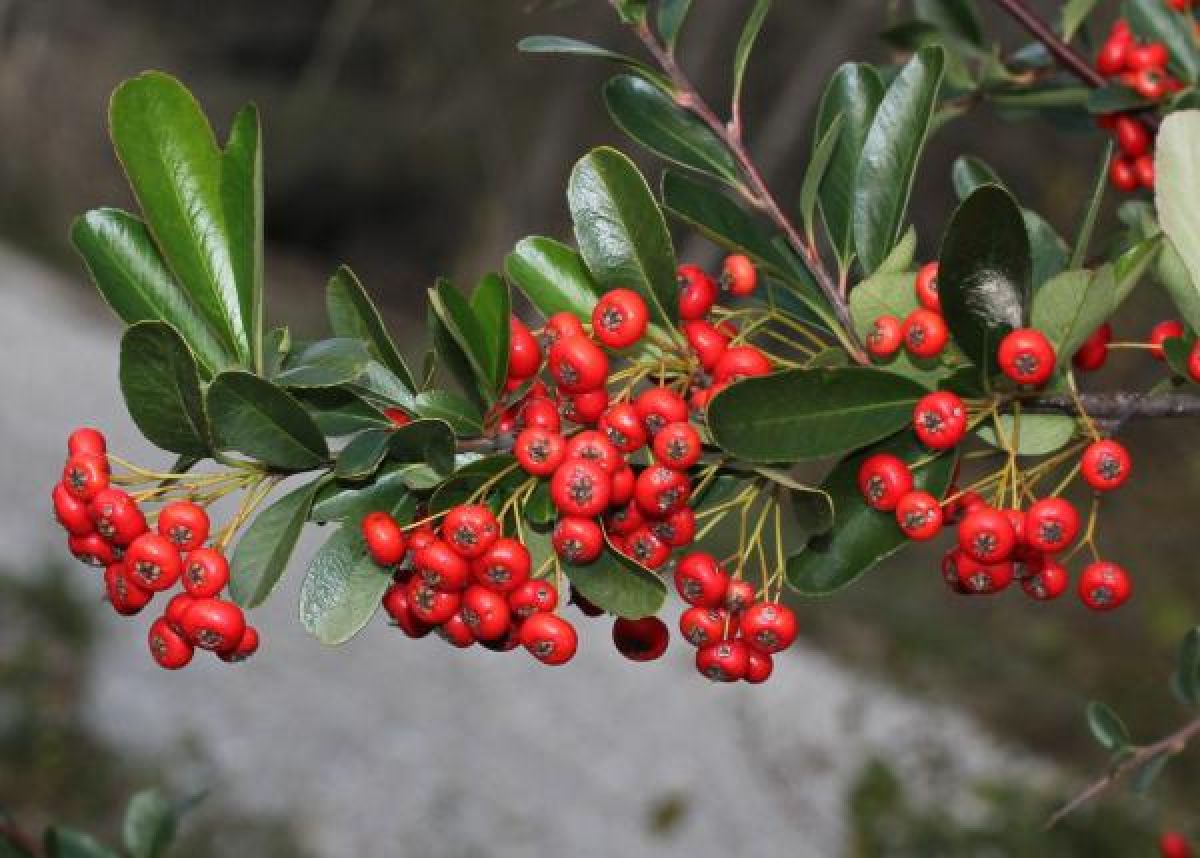 Photo 2 de Pyracantha