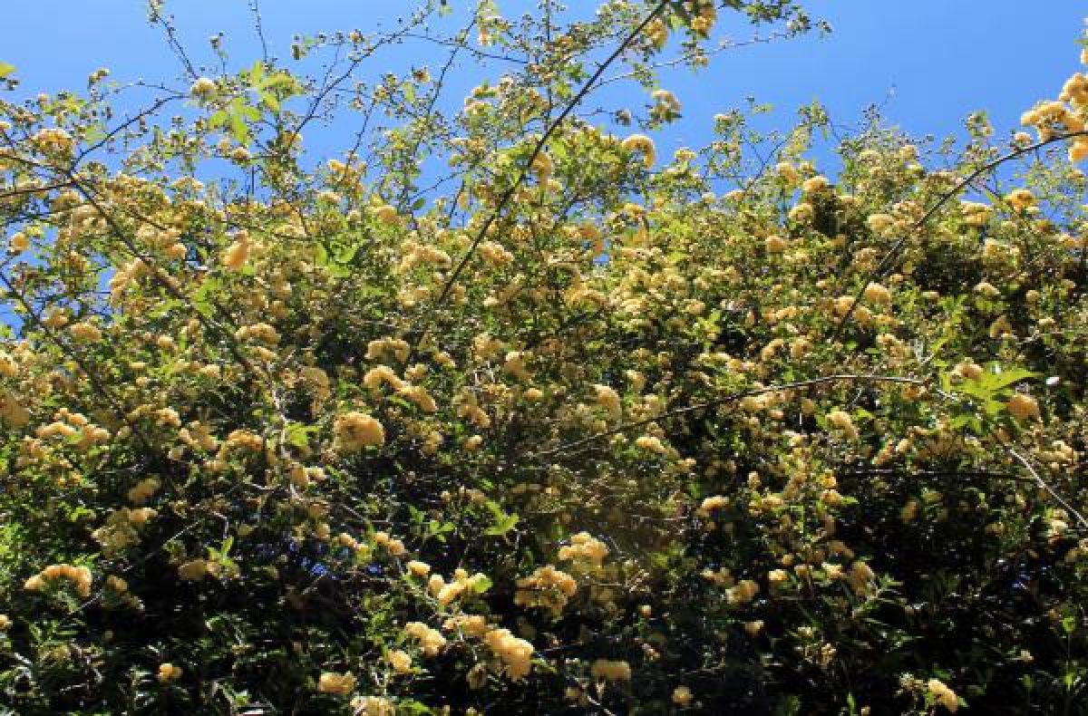 Rosier de Banks