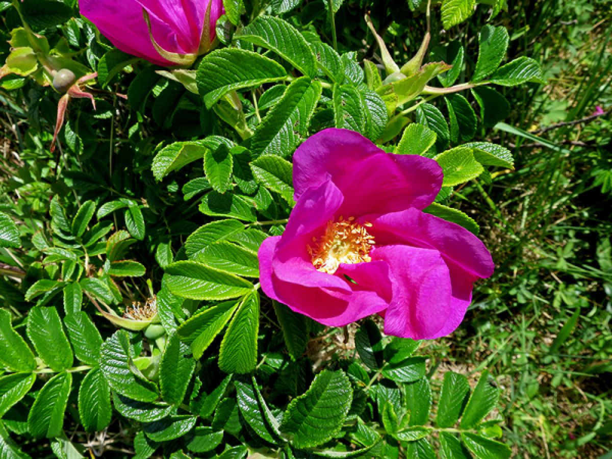 Photo 3 de Rosier rugueux