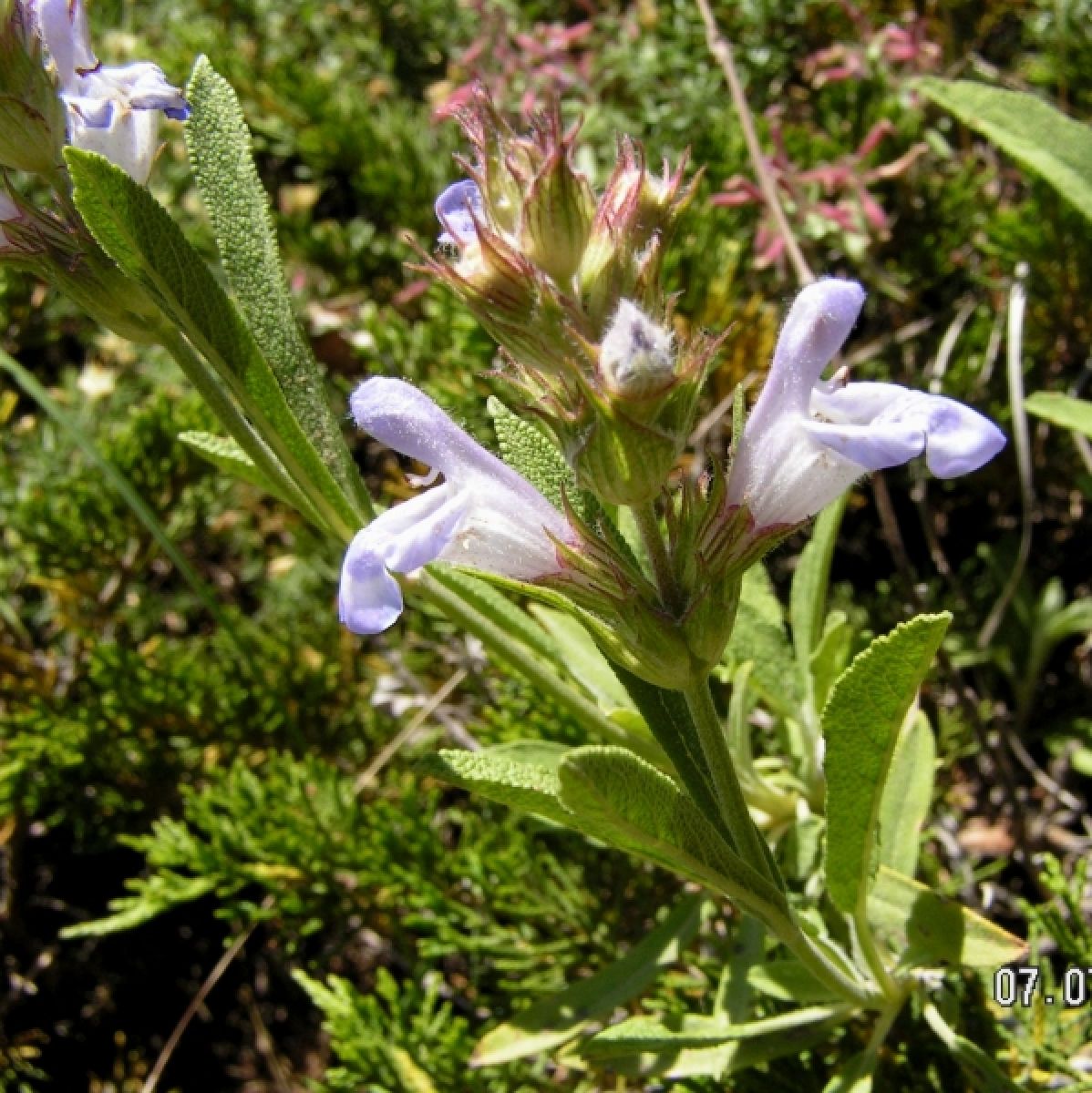 Photo 2 de Sauge officinale