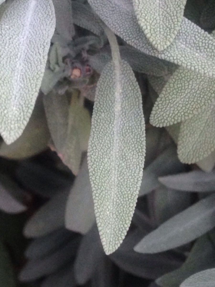 Photo 3 de Sauge officinale
