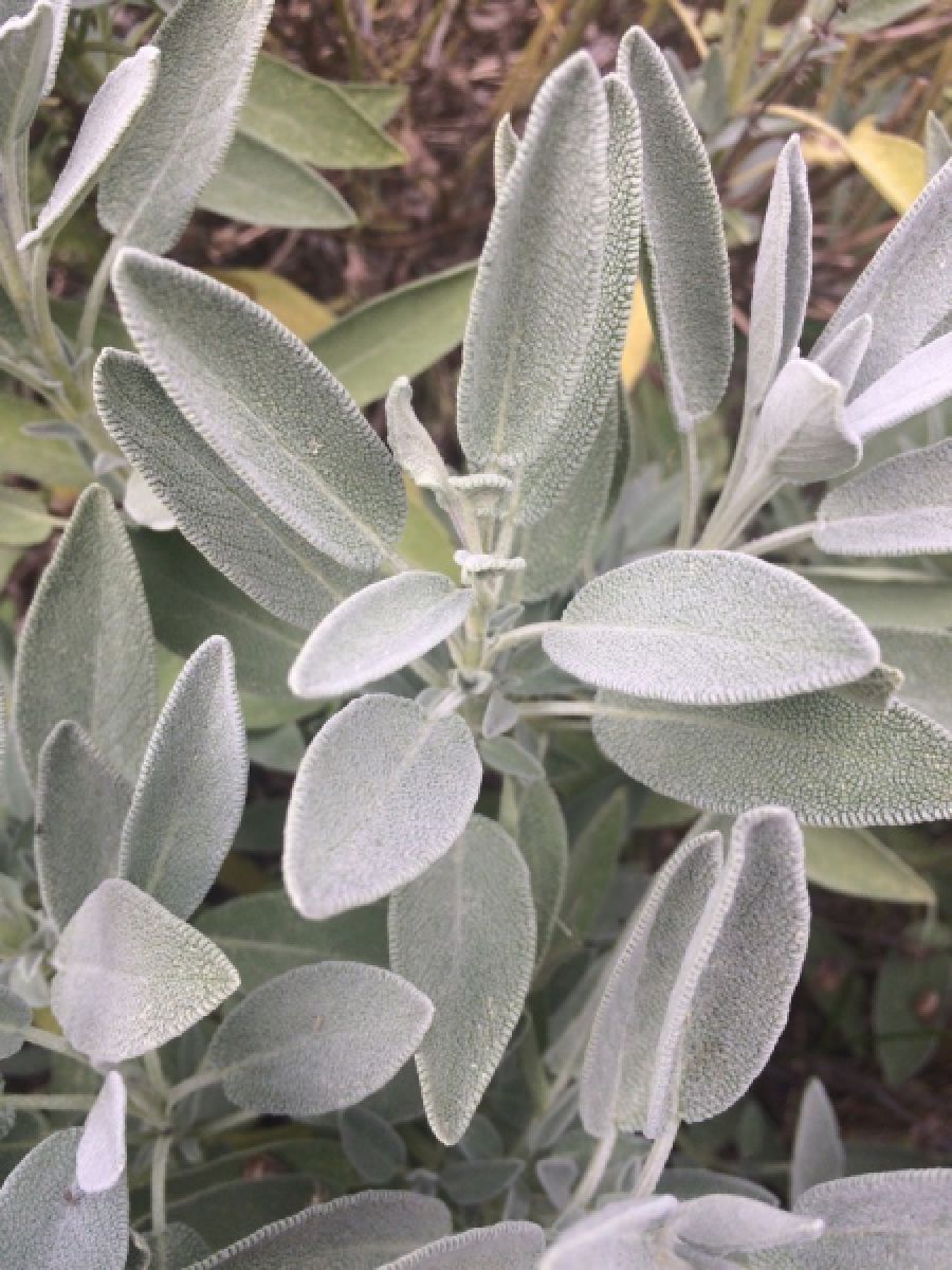 Sauge officinale