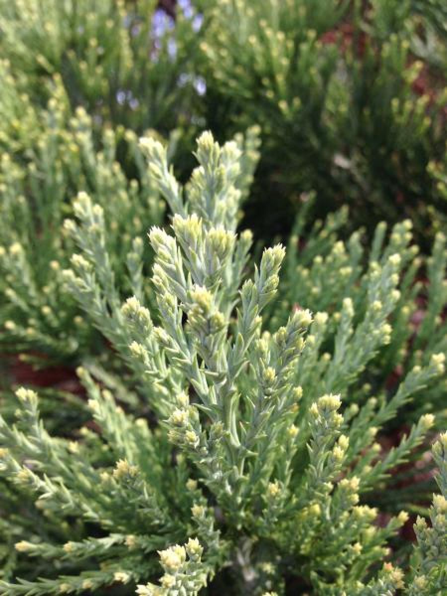 Photo 2 de Sequoia