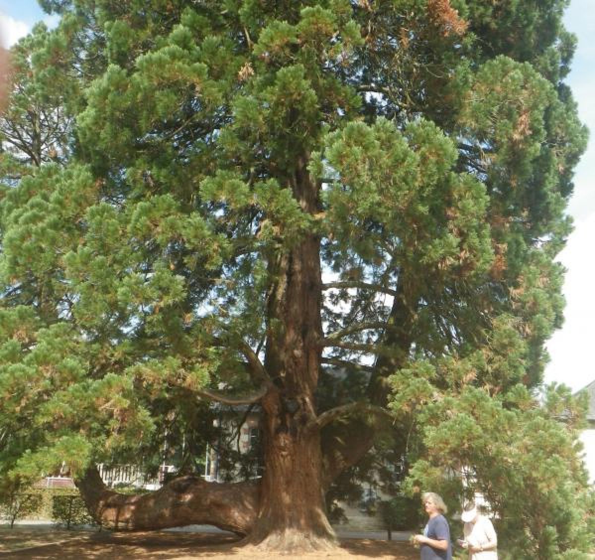 Sequoia