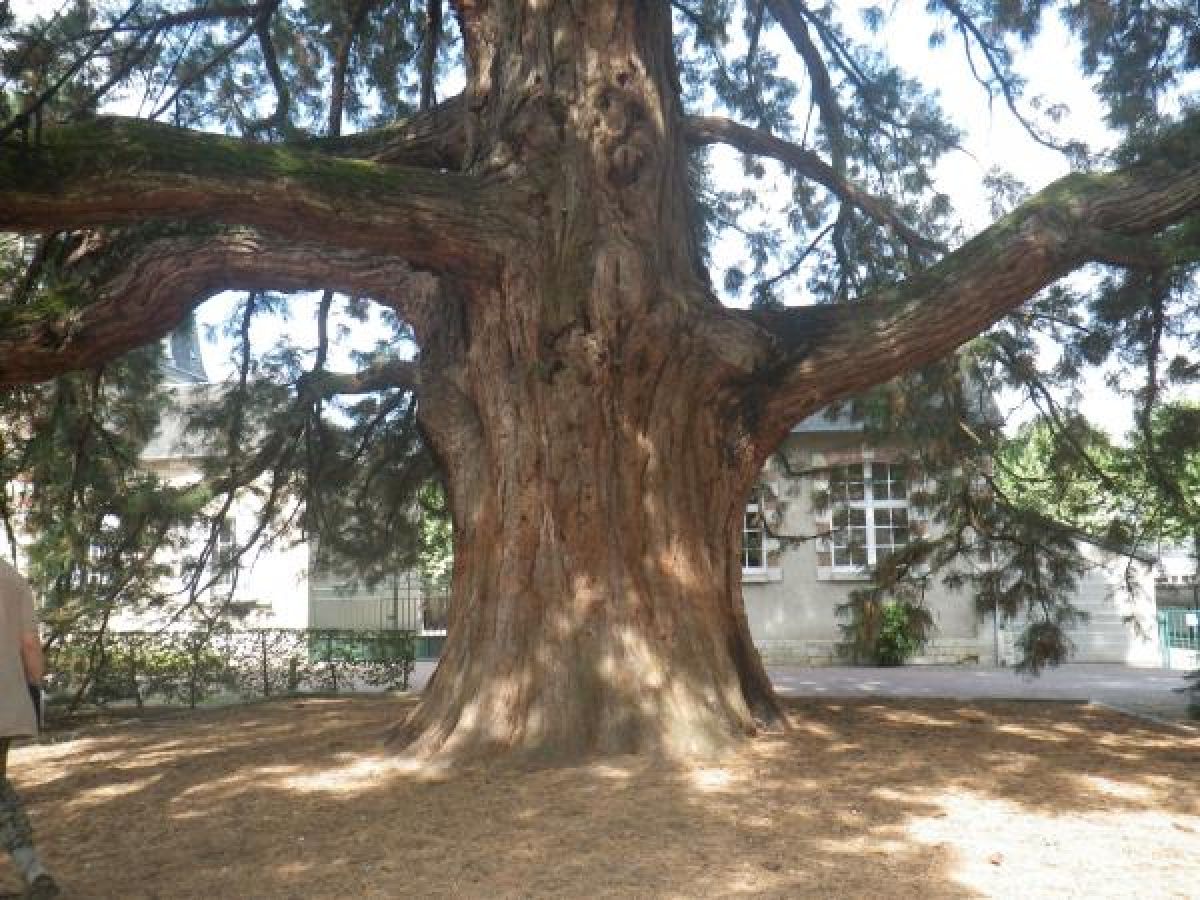 Photo 3 de Sequoia