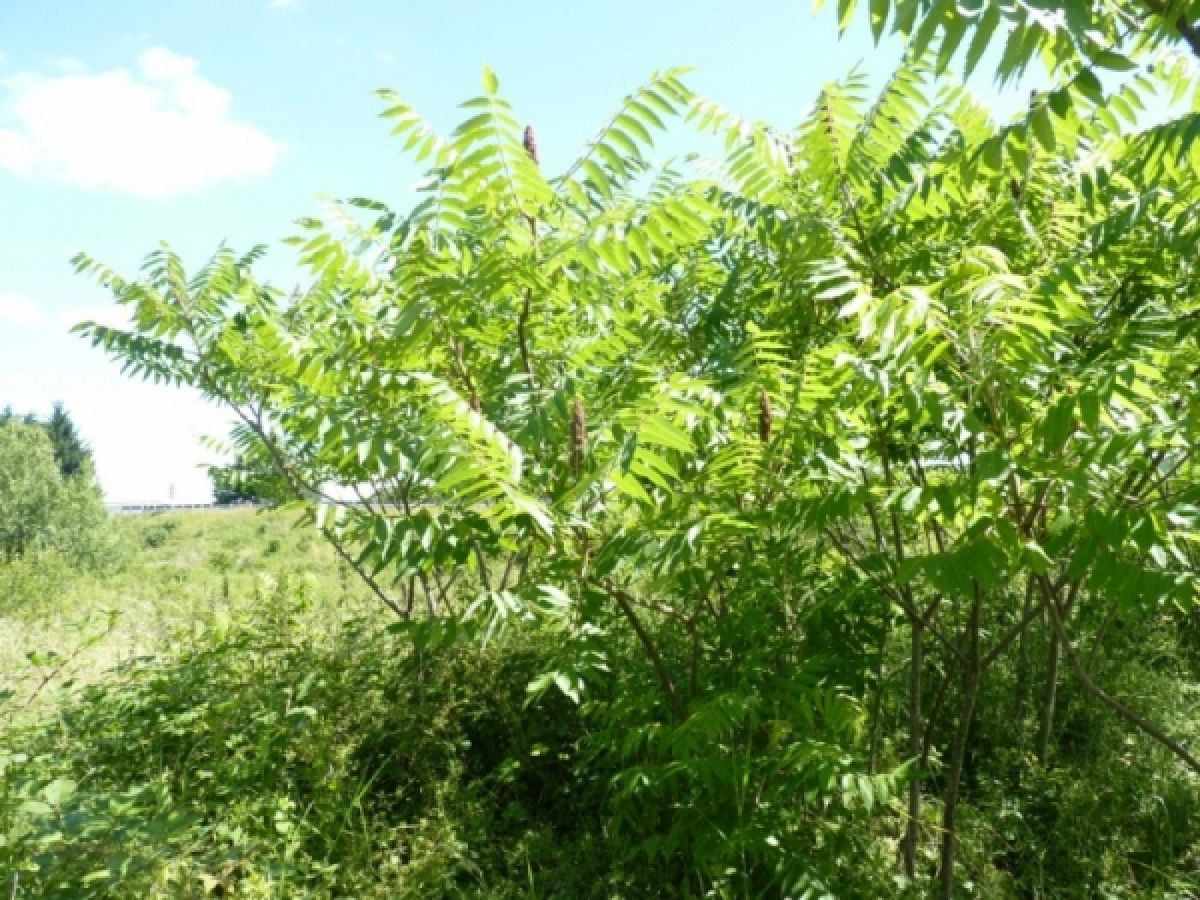 Sumac