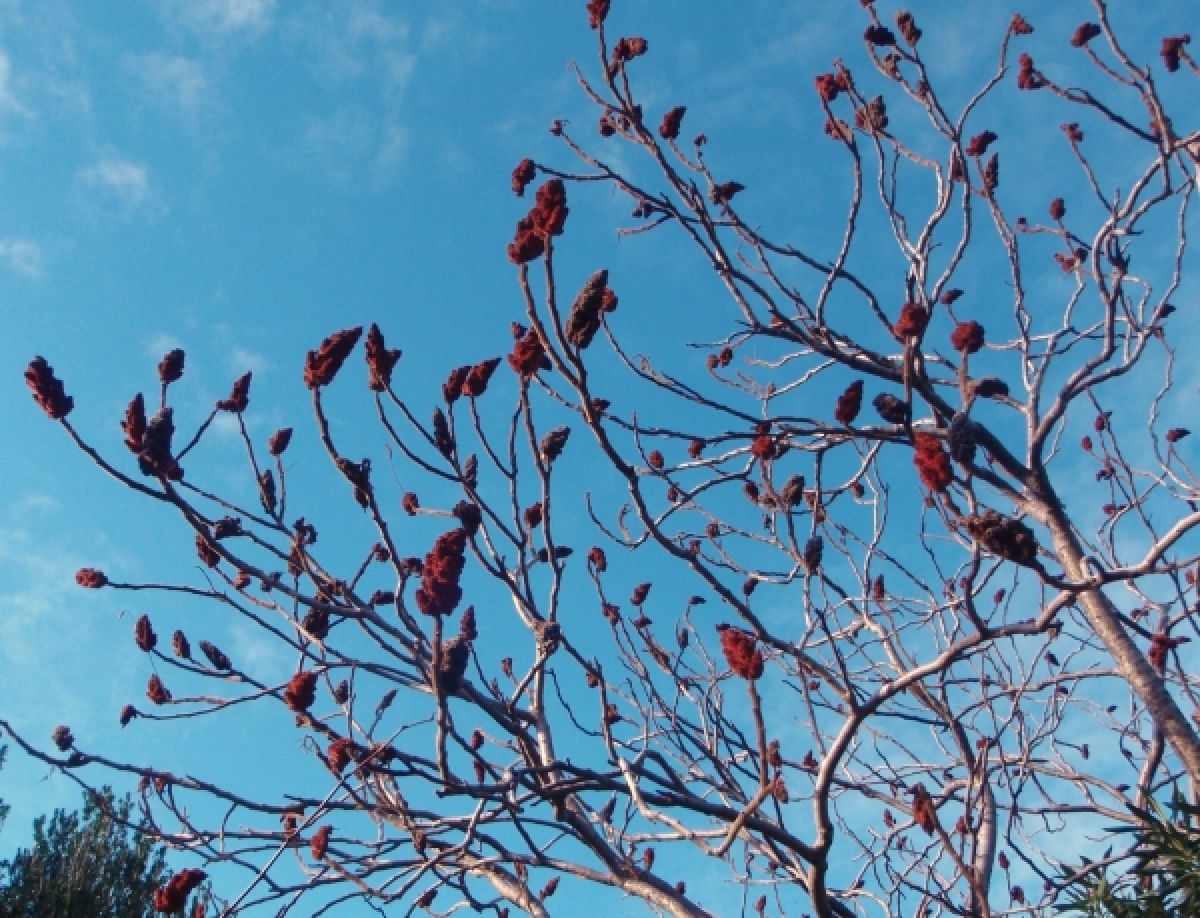 Photo 2 de Sumac