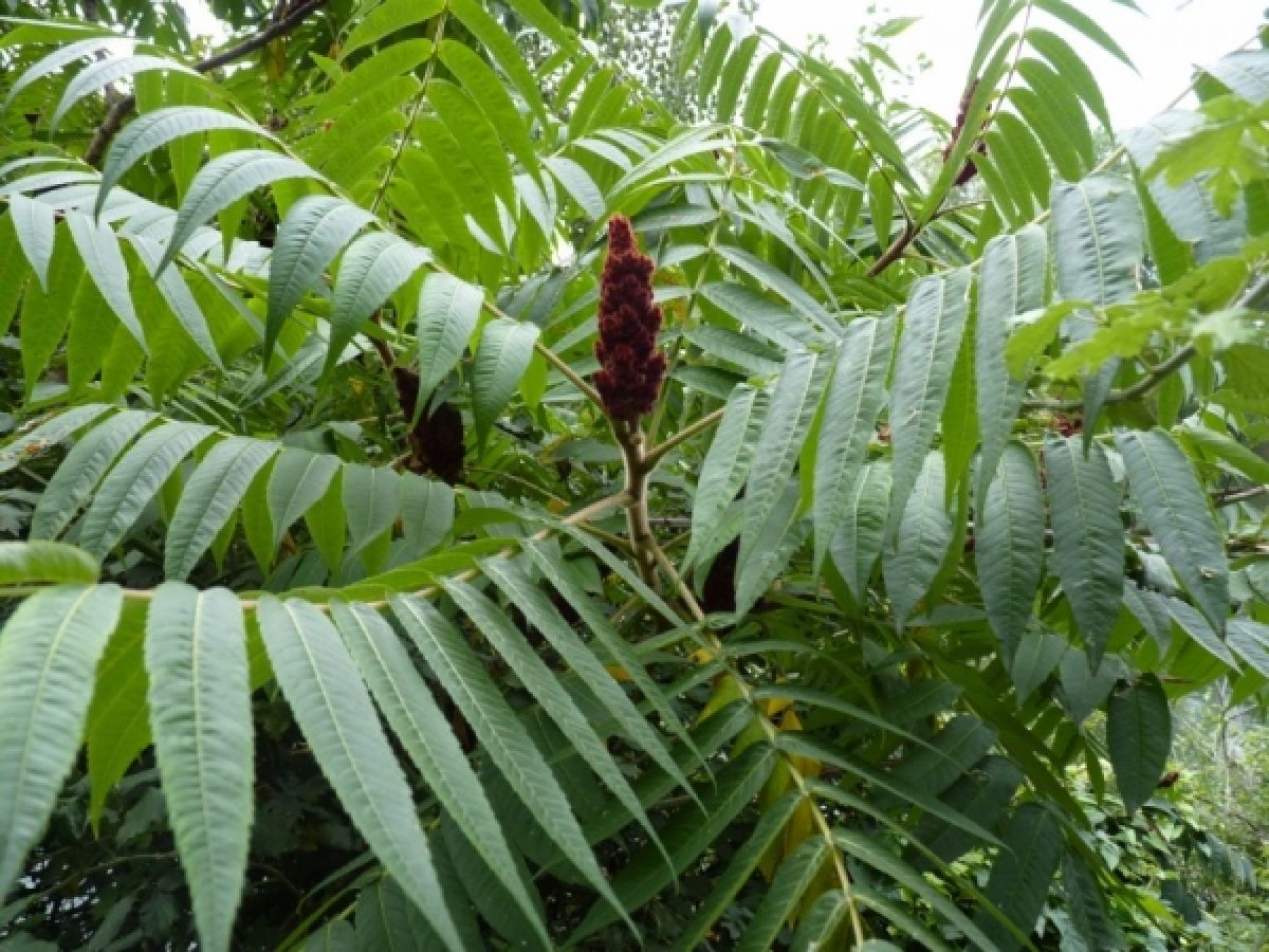 Photo 3 de Sumac