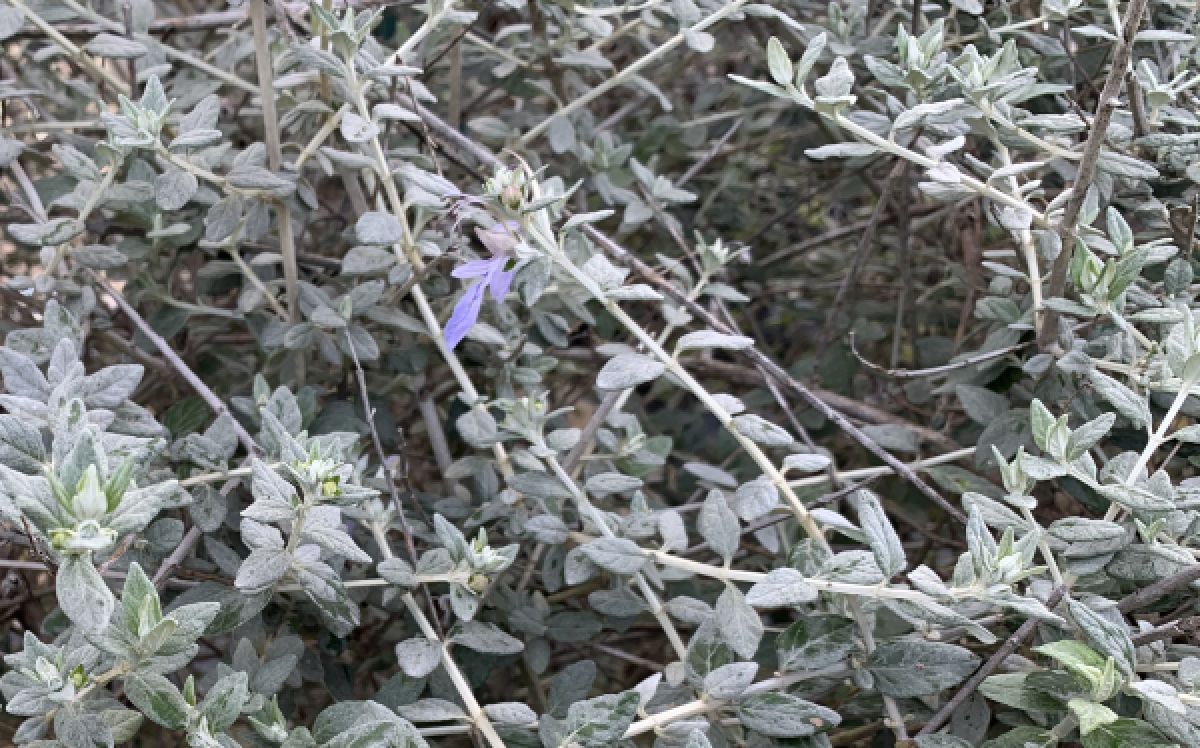 Teucrium