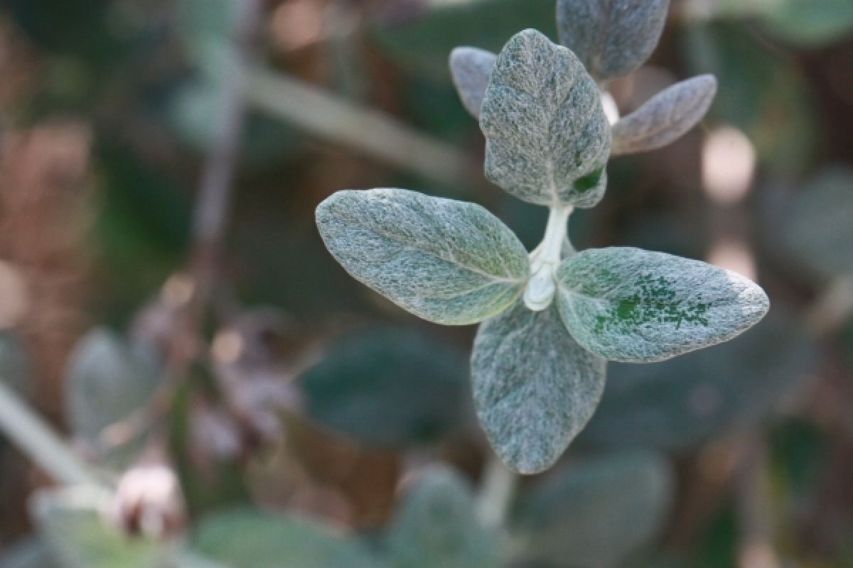 Photo 2 de Teucrium